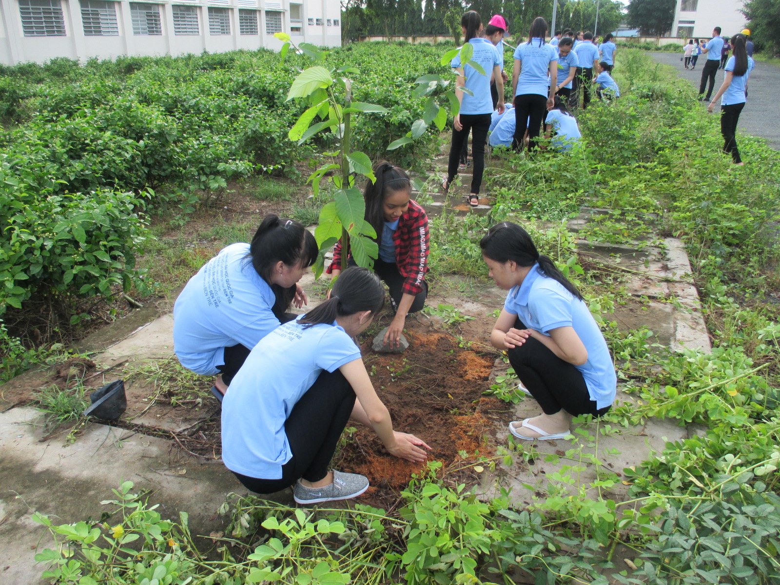 Phân hiệu ĐHQG-HCM tại tỉnh Bến Tre tổ chức chương trình Ngày hội trồng cây mừng năm học mới 2017 – 2018